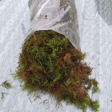 2kg bag fresh moss